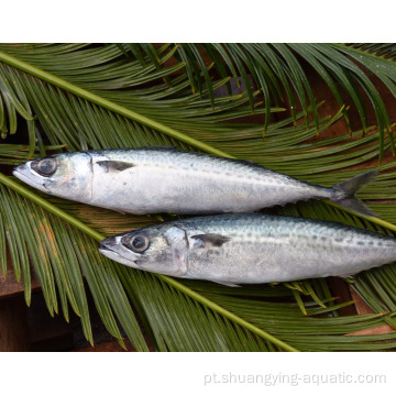 Hot Sales Sefrozen Pacific Mackerel 100-200 200-300G